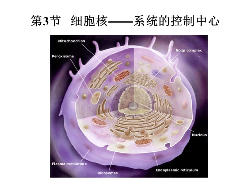 (公开课)细胞核-系统的控制中心.ppt_第1页