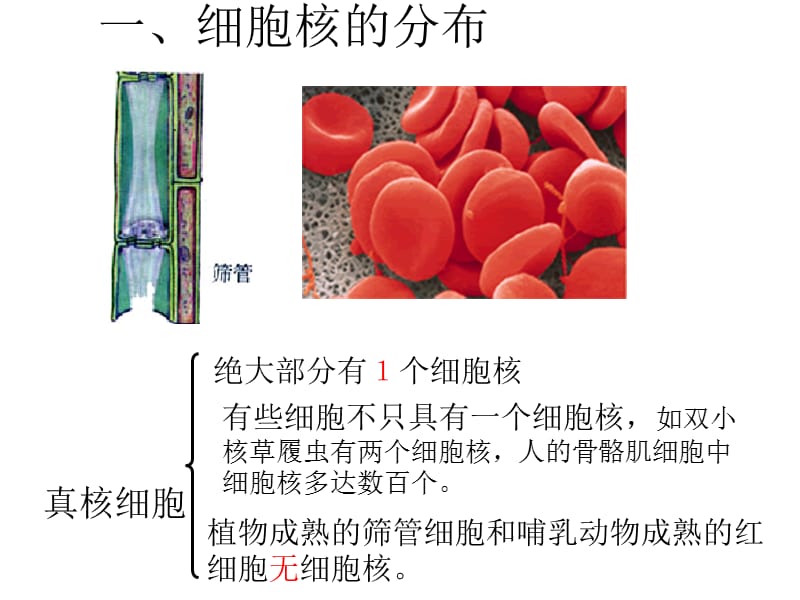 (公开课)细胞核-系统的控制中心.ppt_第2页