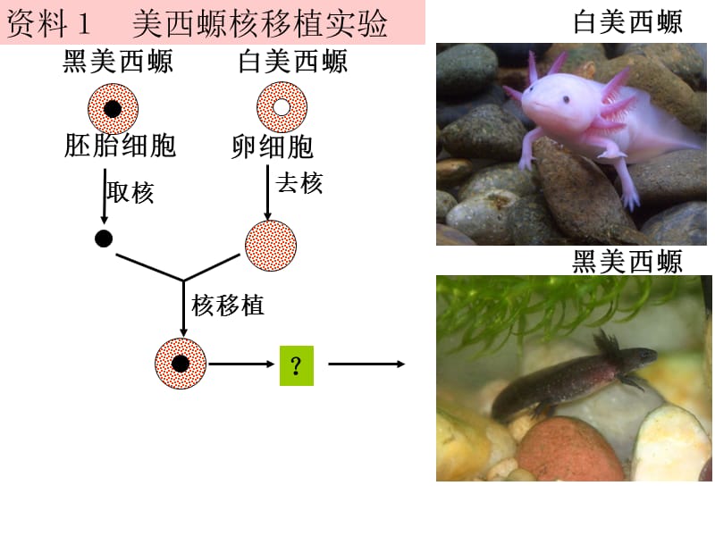 (公开课)细胞核-系统的控制中心.ppt_第3页