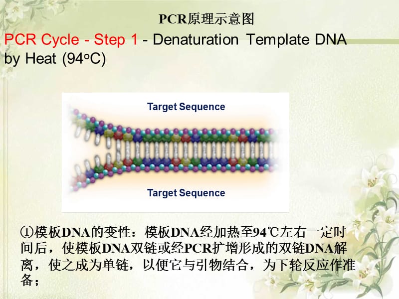 PCR仪原理及其应用.ppt_第3页