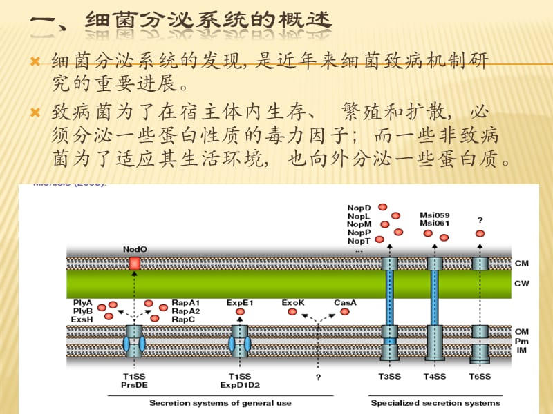 细菌III型分泌系统.ppt_第3页