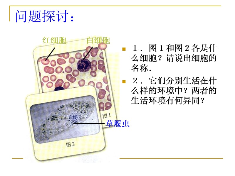 《细胞生活的环境》PPT课件.ppt_第3页