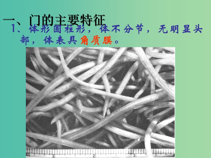 八年级生物上册 5.1.2 线形动物和环节动物课件2 （新版）新人教版.ppt_第2页