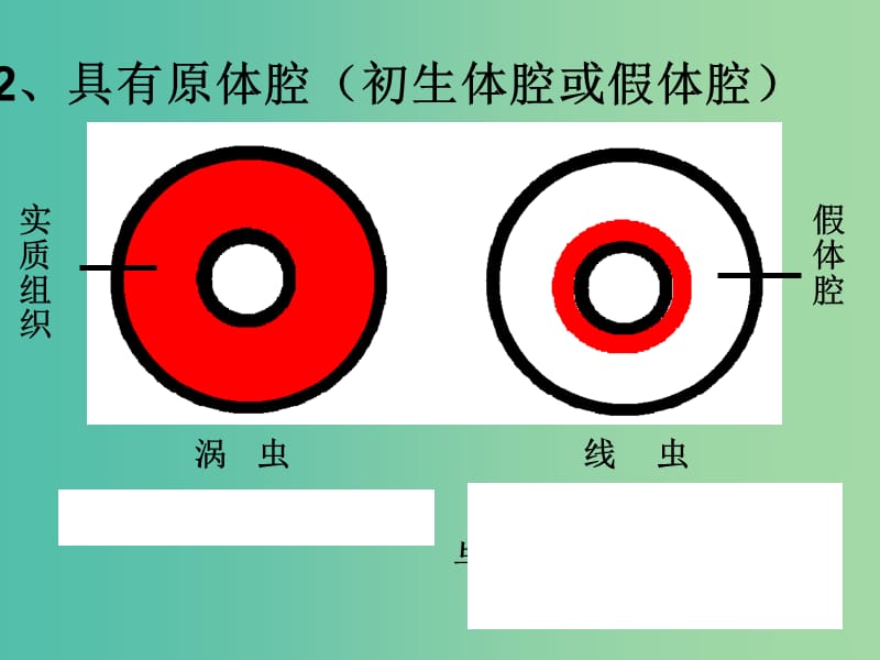 八年级生物上册 5.1.2 线形动物和环节动物课件2 （新版）新人教版.ppt_第3页