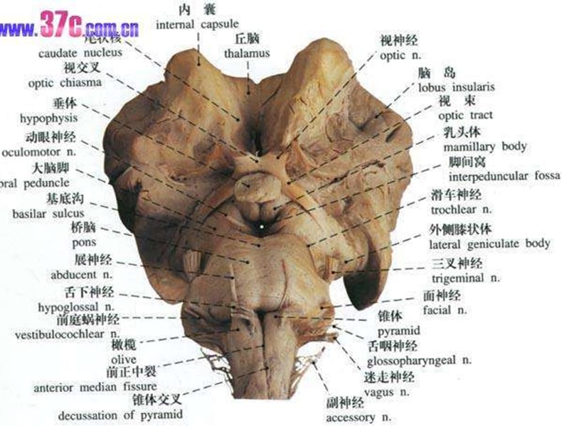 脑干解剖及脑干综合征ppt课件_第3页