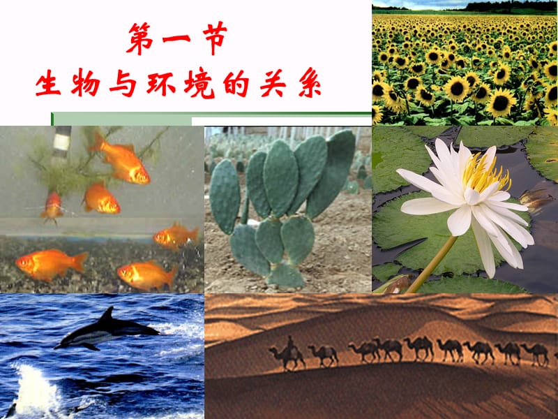 人教版七年级上册《生物与环境的关系》.ppt_第1页