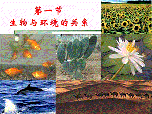 人教版七年級上冊《生物與環(huán)境的關(guān)系》.ppt