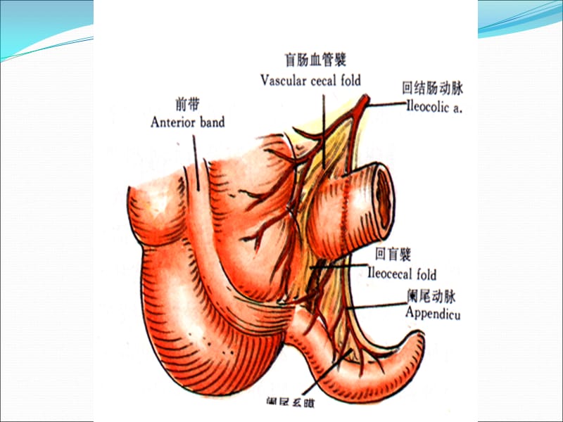 阑尾炎的诊断与治疗ppt课件_第3页