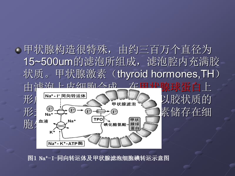 甲亢药物治疗ppt课件_第3页