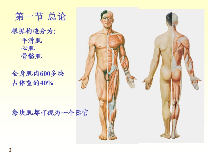 《人体解剖学》运动系统-骨骼肌.ppt_第2页