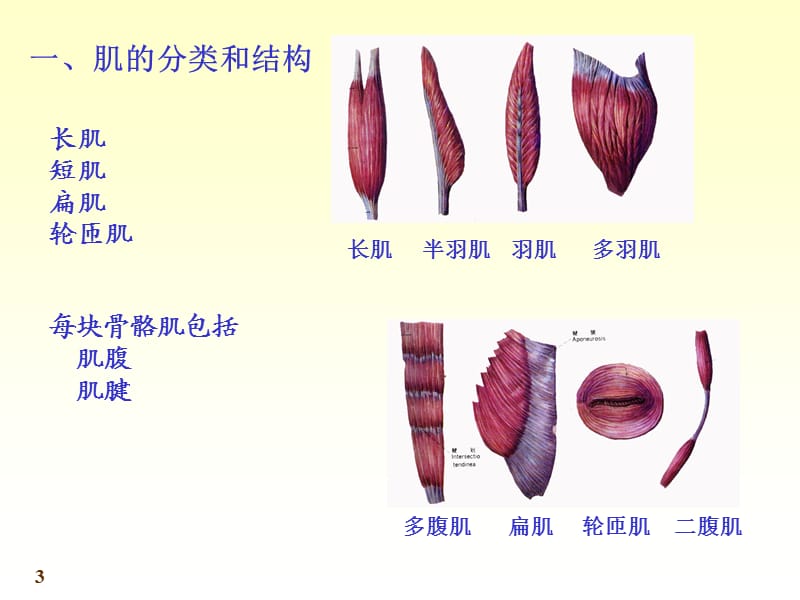 《人体解剖学》运动系统-骨骼肌.ppt_第3页