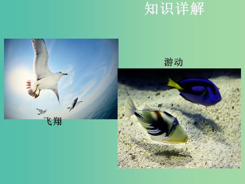 中考生物复习 第六单元 第一节 动物的运动课件.ppt_第2页