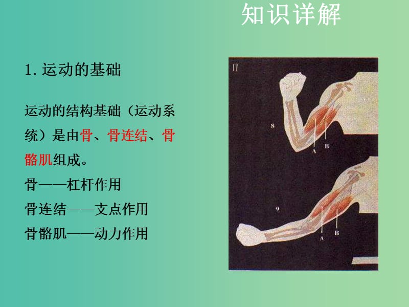 中考生物复习 第六单元 第一节 动物的运动课件.ppt_第3页