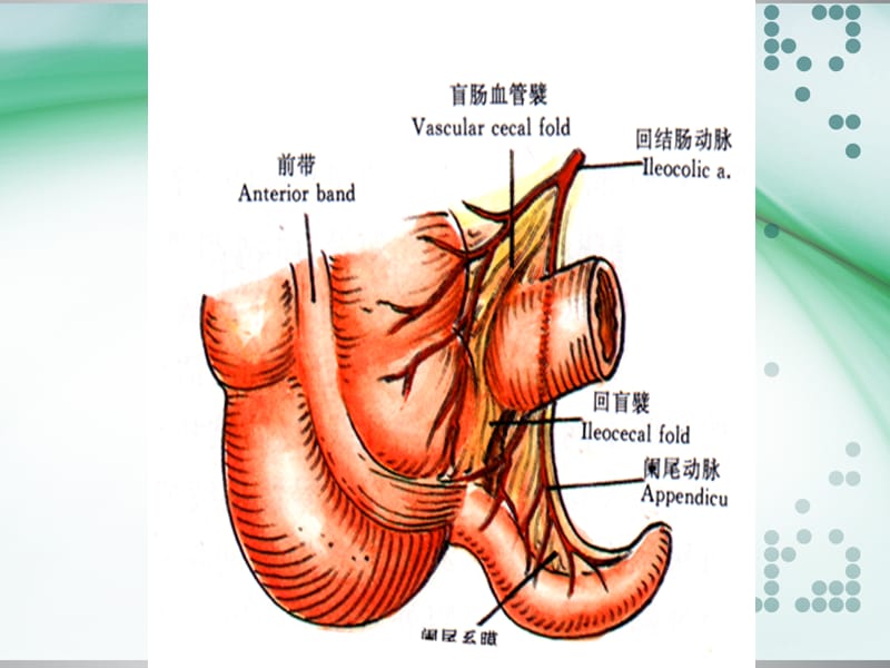 阑尾炎ppt课件(1)_第3页