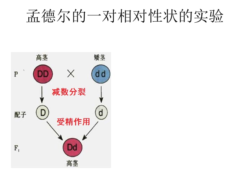 孟德尔遗传定律的补充.ppt_第1页