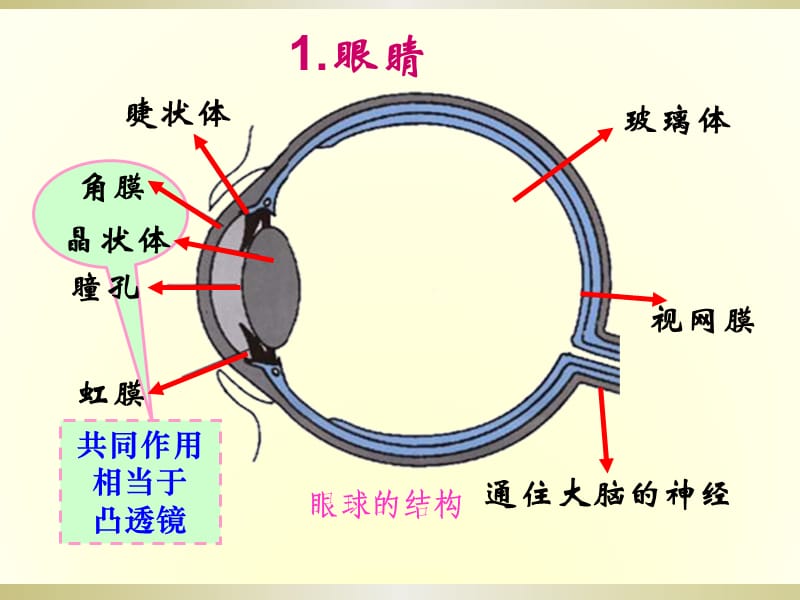 《眼睛和眼镜》ppt课件_第3页