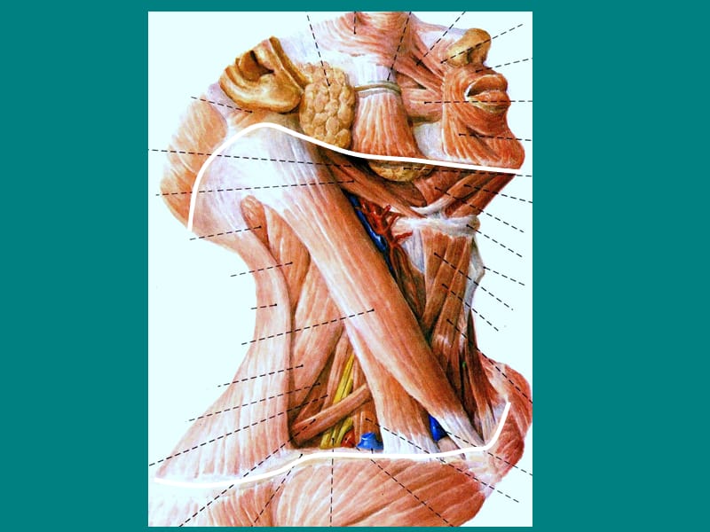 颈部淋巴结分区经典图示版ppt课件_第2页
