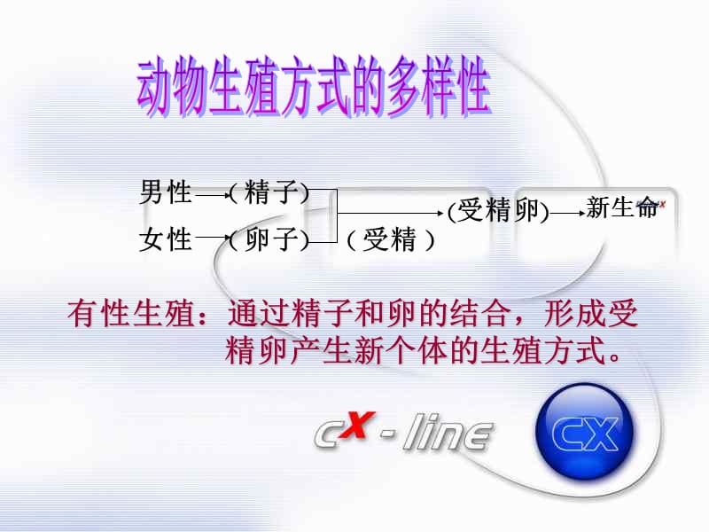 动物新老个体的更替.ppt_第2页