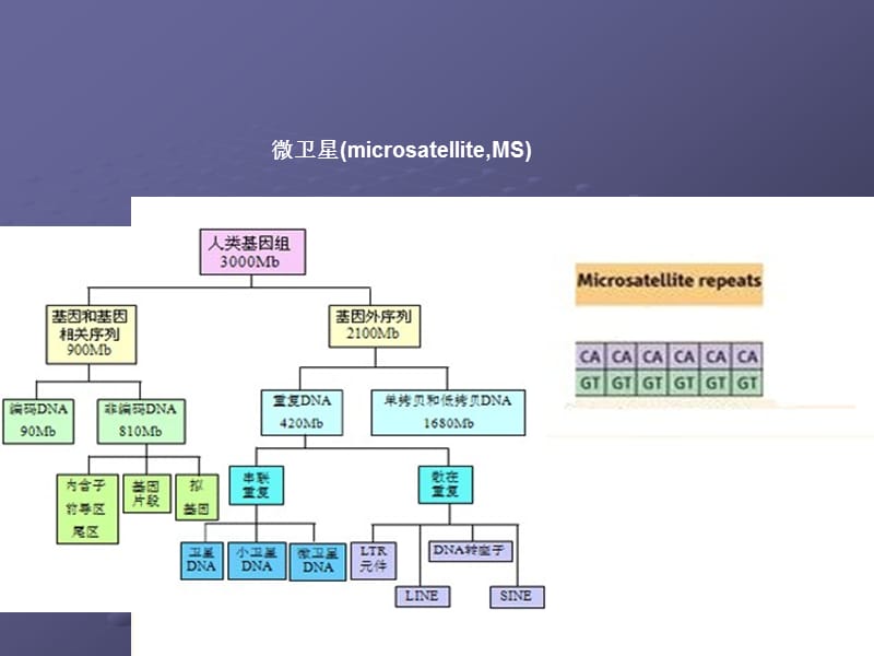 微卫星不稳定与结直肠癌ppt课件_第3页