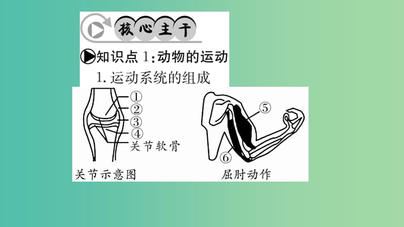 中考生物 知识系统复习 第五单元 第2-3章课件.ppt_第2页