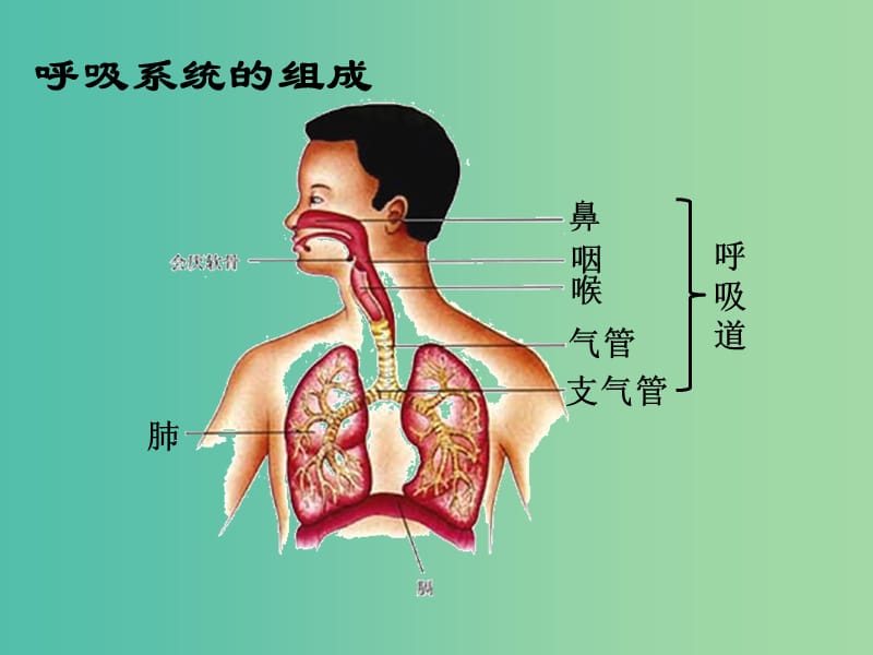 七年级生物下册 第四单元 第三章 第一节 呼吸道对空气的处理课件 （新版）新人教版.ppt_第3页