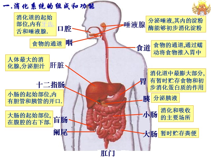 消化和吸收3by直营子.ppt_第2页