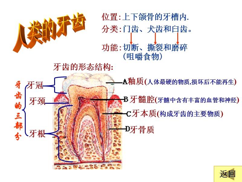 消化和吸收3by直营子.ppt_第3页