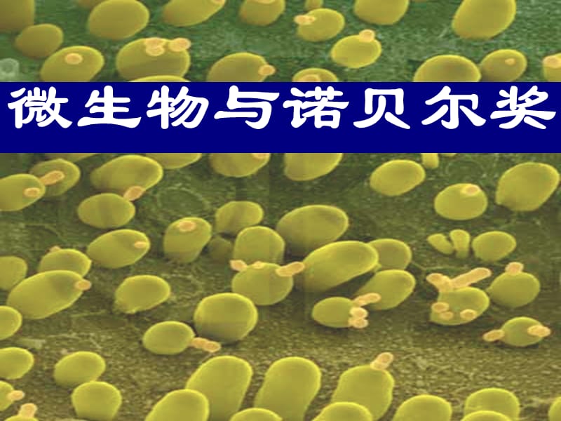 微生物与诺贝尔奖.ppt_第1页