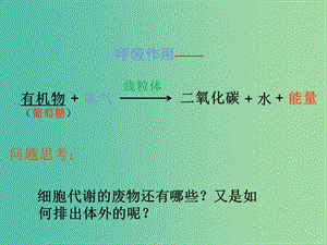 七年級(jí)生物下冊(cè) 11.1《人體產(chǎn)生的代謝廢物》課件 （新版）北師大版.ppt