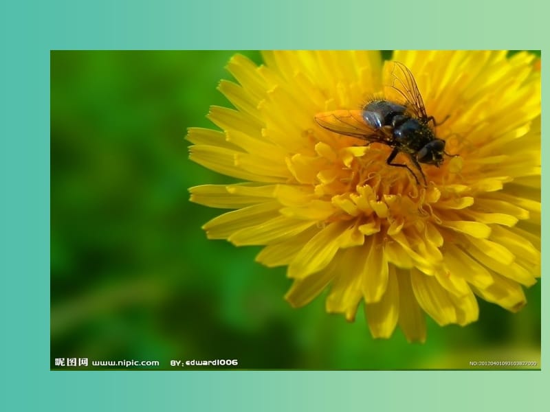 八年级生物上册 第5单元 第二节 千姿百态的动物世界课件 苏教版.ppt_第2页