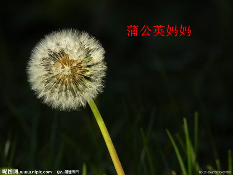 《植物妈妈有办法》第二课时.ppt_第3页