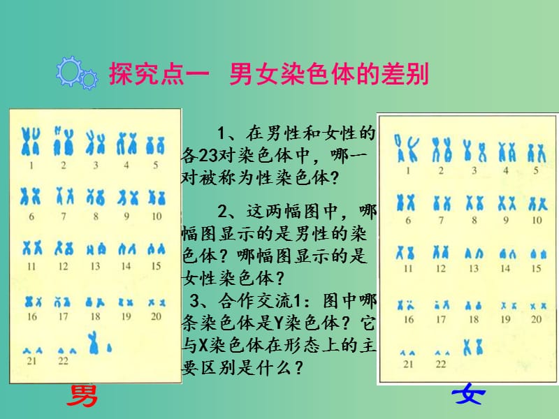 八年级生物下册 第7单元 第2章 第4节 人的性别遗传课件 （新版）新人教版.ppt_第3页