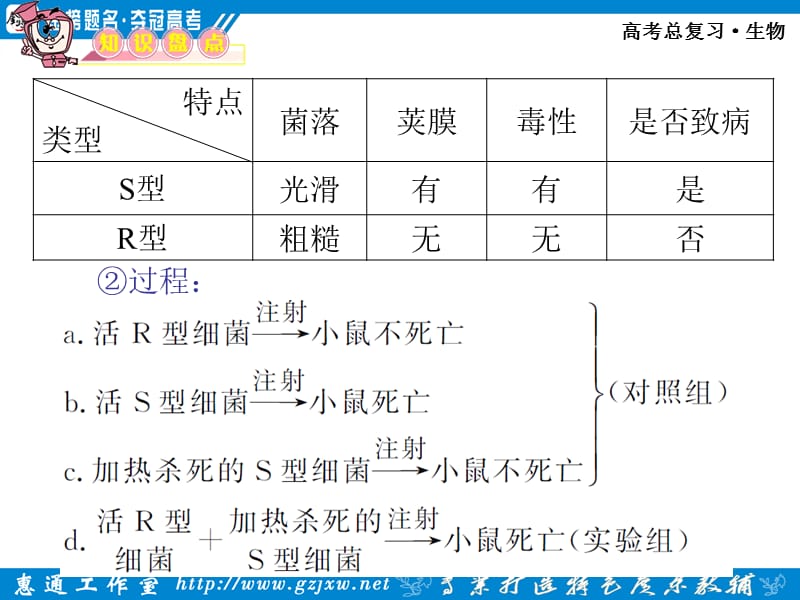 DNA是主要的遗传物质.ppt_第3页