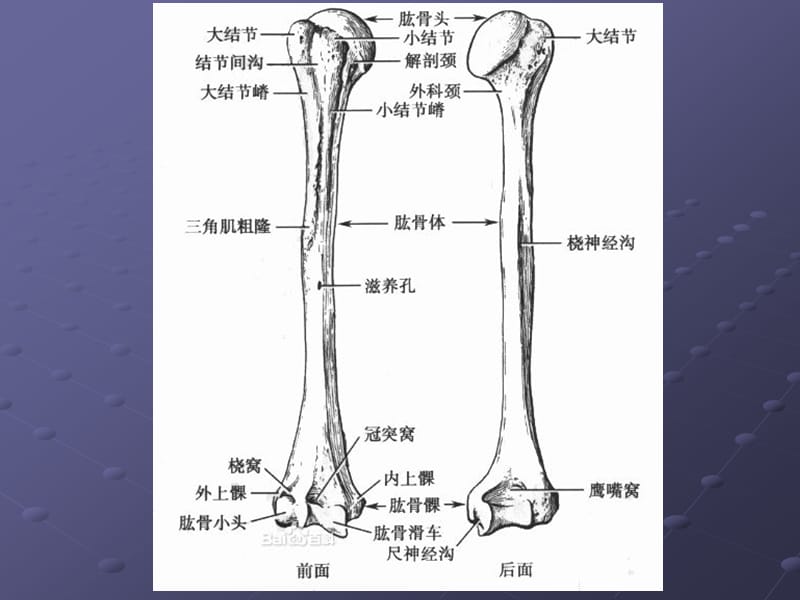 肩关节解剖MRIppt课件_第3页