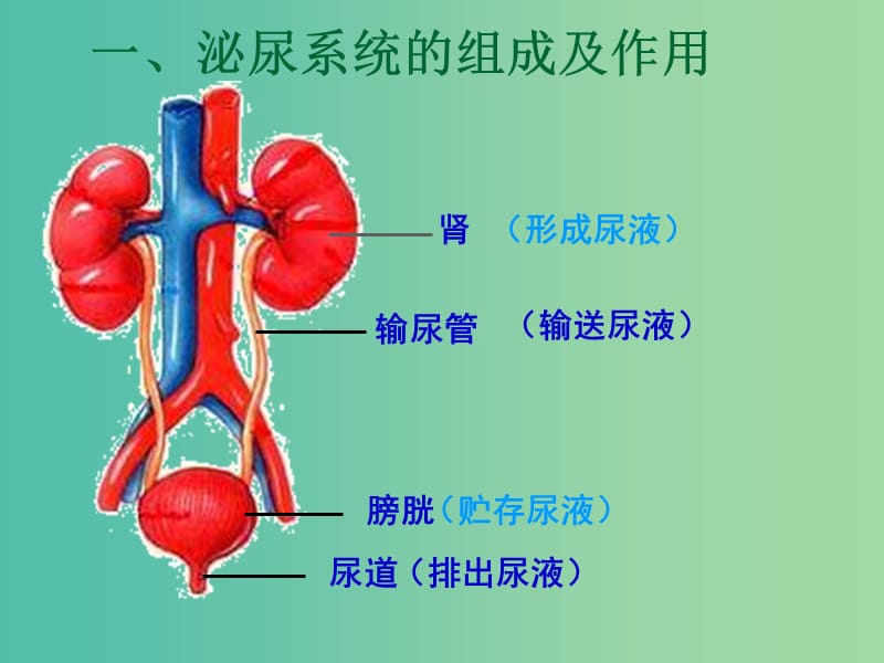 七年级生物下册 11.2《尿的形成与排出》课件 （新版）北师大版.ppt_第3页