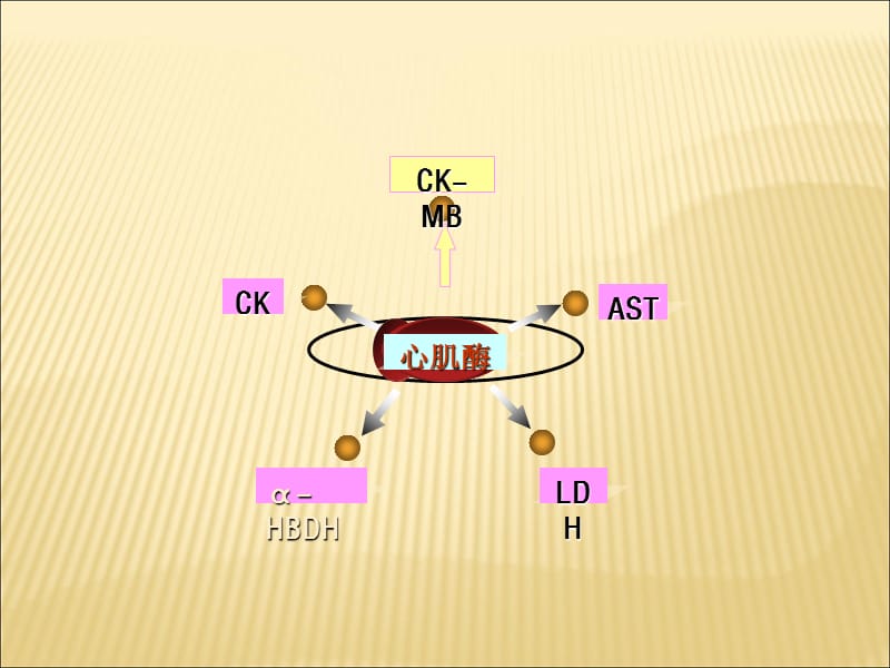 心肌酶谱检测及意义ppt课件_第3页