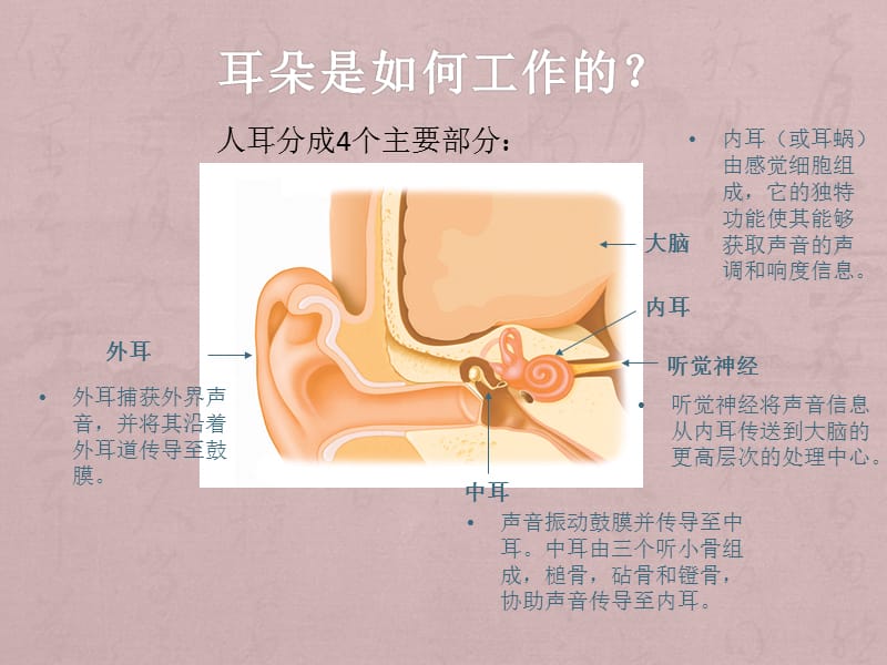 CIEP讲稿 - 人工耳蜗知识入门_第3页