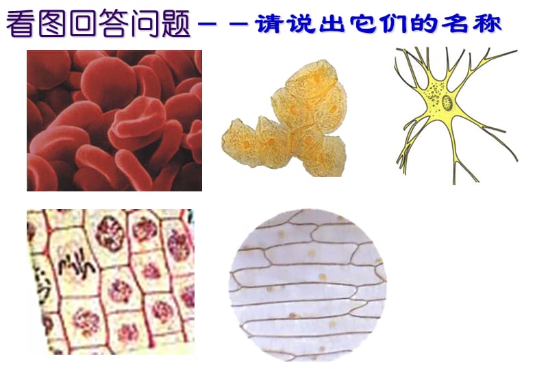 生物生长发育的基础是.ppt_第3页