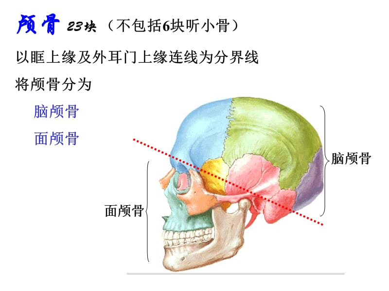 《人体解剖学》-颅骨.ppt_第2页