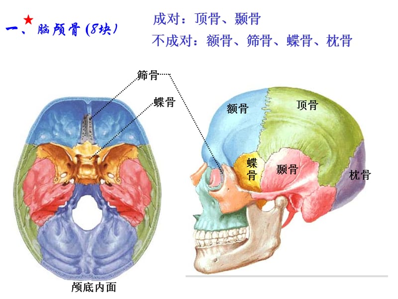 《人体解剖学》-颅骨.ppt_第3页