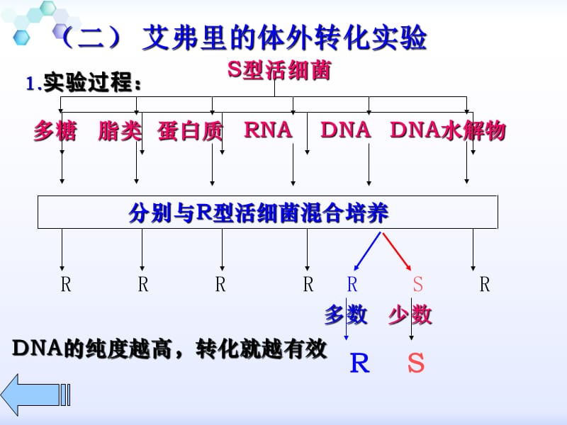 艾弗里的体外转化实验_第2页