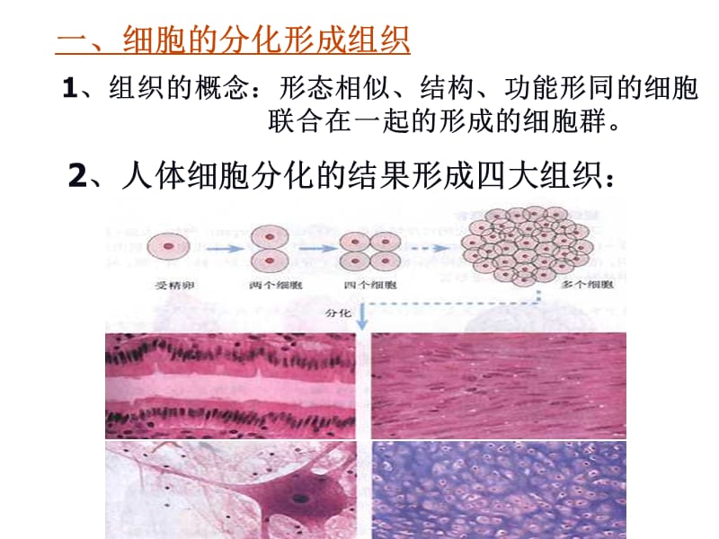 生物动物体的结构层次.ppt_第2页