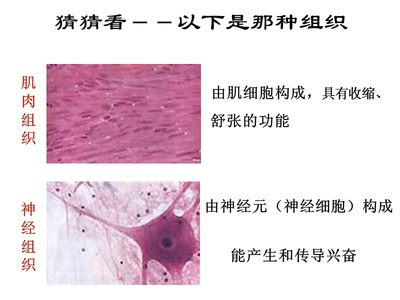 生物动物体的结构层次.ppt_第3页