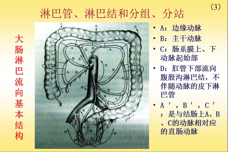 结肠直肠淋巴流向ppt课件_第3页