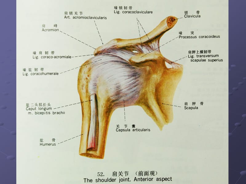 肩关节解剖与高分辨率MRIppt课件_第3页