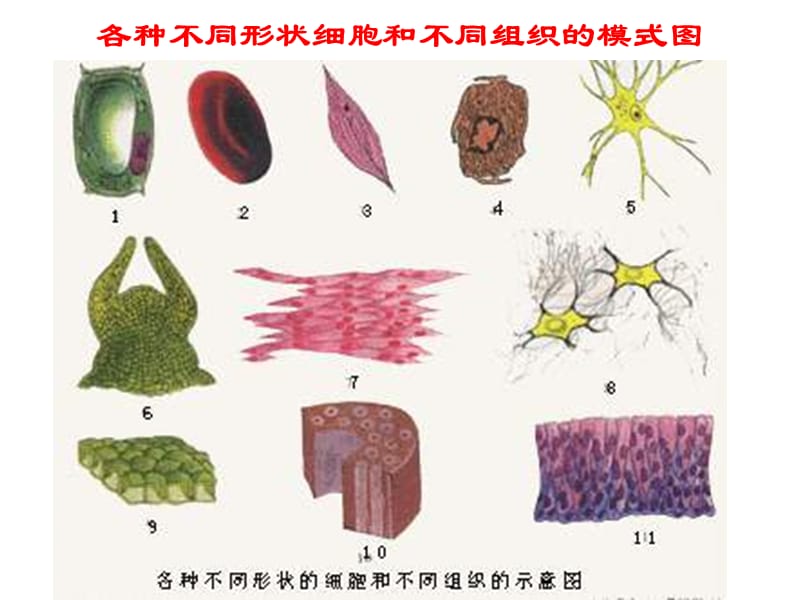 细胞膜的结构和功能.ppt_第2页