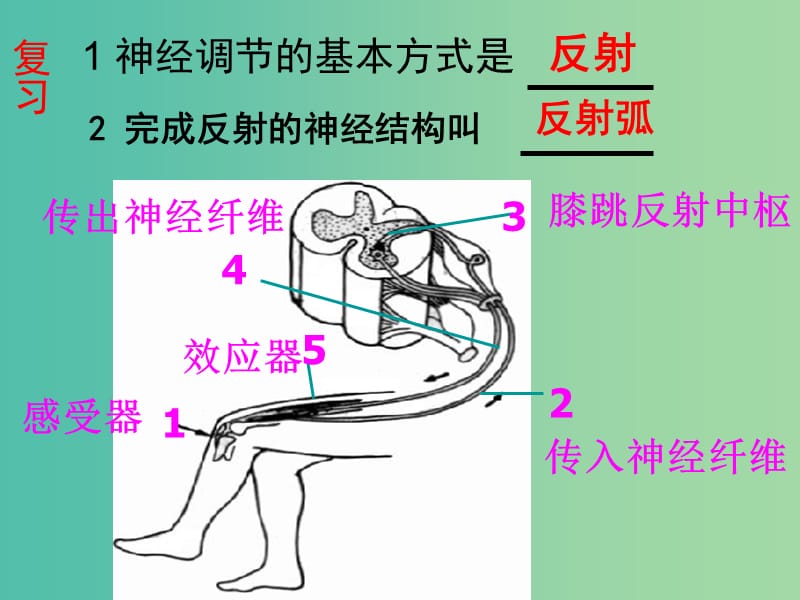 七年级生物下册 3.5.3 神经调节的基本方式课件（2）（新版）济南版.ppt_第1页