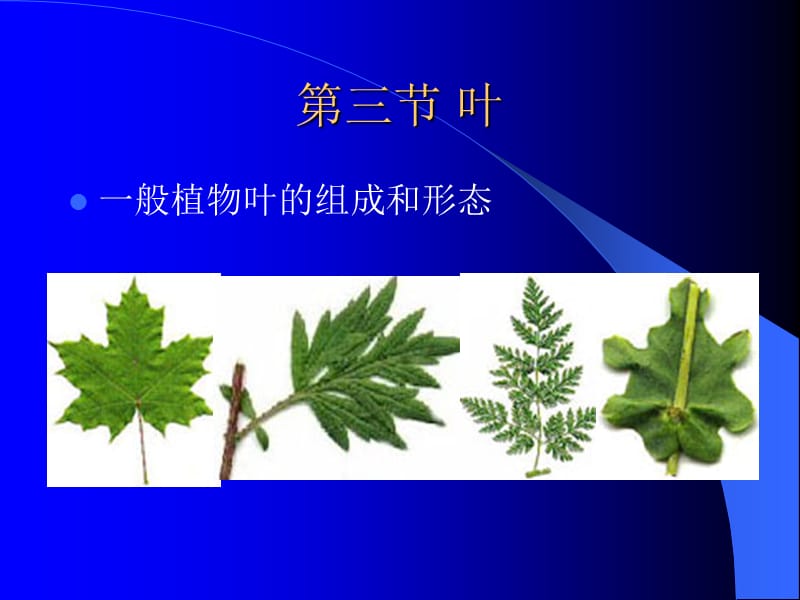 般植物叶的组成和形态.ppt_第1页