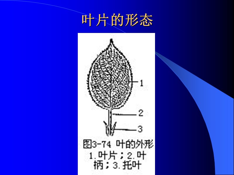 般植物叶的组成和形态.ppt_第2页