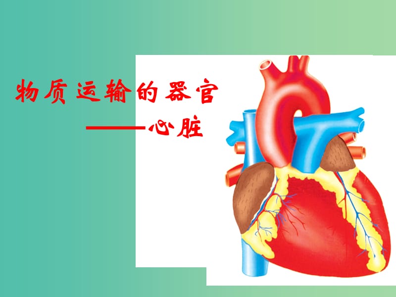 七年级生物下册 3.3.2 物质运输的器官课件（2）（新版）济南版.ppt_第1页